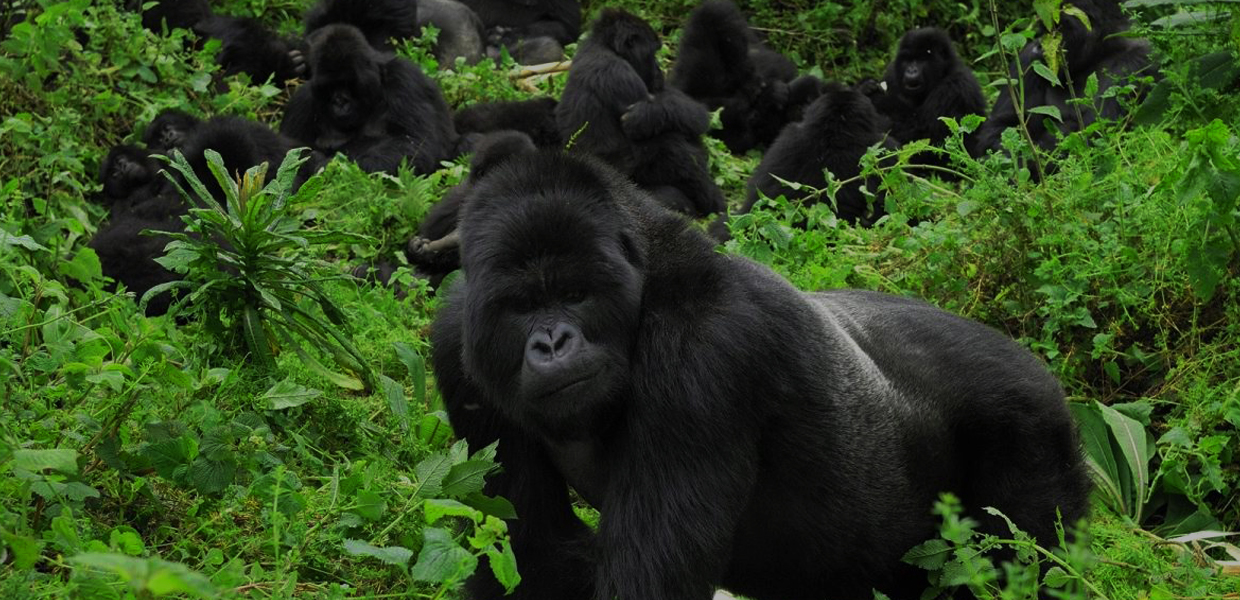 Why 15 Years is the Age Limit for Gorilla Trekking in Rwanda